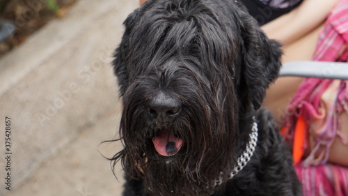 Perro de raza schnauzer gigante negro con mancha en la nariz