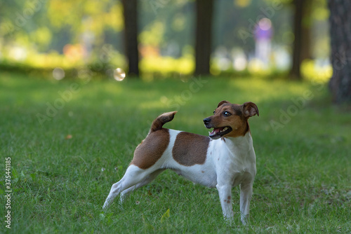 Young jack russell terrier playing on the grass in the park.