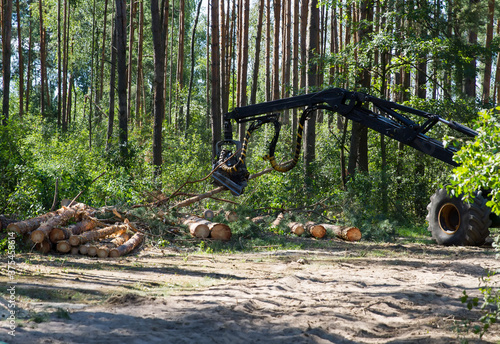 Logging machine at work during the clearing of the plantation. Wheel harvester for sawing trees and cutting down forests. Loggers, modern loggers. Logging machine. Ttractor and saw.