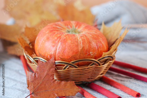 A ripe orange pumpkin on a knitted light blanket, decorated with autumn maple leaves and colorful sticks . Autumn still life with a pumpkin