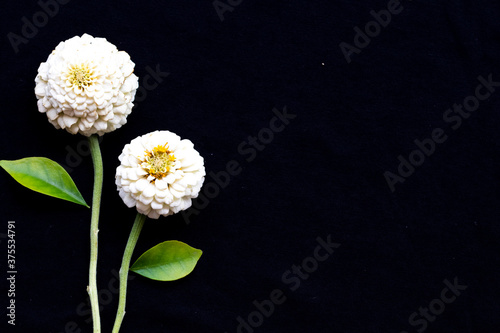 white flowers zinnia elegans arrangement flat lay postcard style on background black 