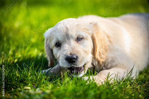 Golden retriever puppy chews on a stick