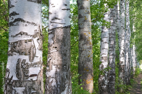 birch trees growing in a row