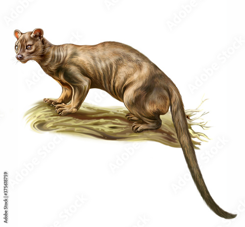 The fossa (Cryptoprocta ferox)