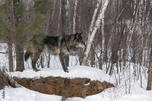 Black Phase Grey Wolf (Canis lupus) Stares Intently Right Atop Snow Covered Rock Winter