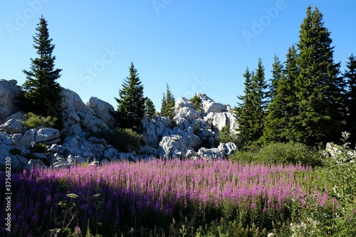 The beautiful Premuziceva Staza mountain path, Velebit National Park, Dinaric Mountains, Croatia. Field of flowers of Chamerion angustifolium / Epilobium angustifolium.