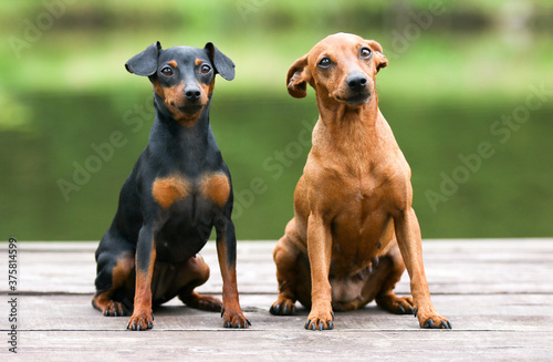 Sable brown and black and tan miniature pinscher portrait on summer time. German miniature pinscher sitting outdoors on a wooden pier with green background. Smart and cute pincher with big funny ears