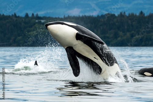 Bigg's orca whale jumping out of the sea in Vancouver Island, Canada