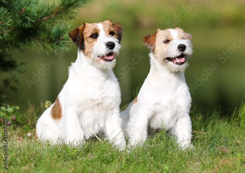 Two cute adorable rough haired jack russell terrier sitting outdoors on summer time with green grass background. White and sable brown jack russell terrier posting outside, nice portrait of pet dog 