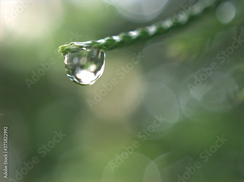 Closeup water drops on pine leaf in garden with blurred bcakground, macro image ,droplets on nature leaves ,dew in forest, soft focus for card design