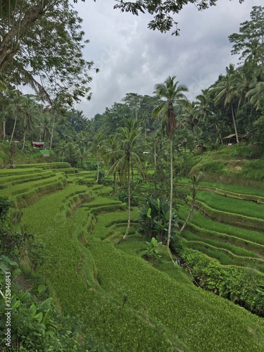 Tegalalang rice terrace located in Bali