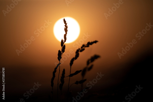 Harvest Sunset