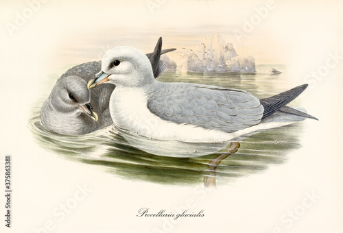 Couple of greish Northern Fulmar (Fulmarus glacialis) floating on artic water. Little iceberg on background. Dettailed vintage style watercolor art by John Gould London 1862-1873