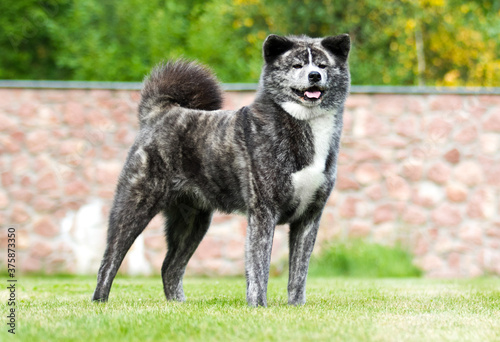 Japanese Akita Inu dog stands on the lawn
