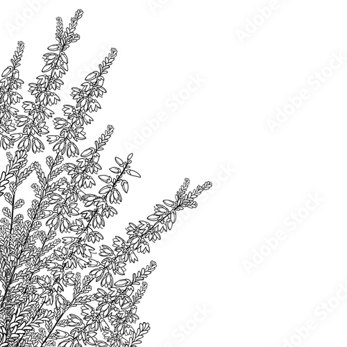 Corner bouquet of outline Heather or Calluna flower with bud and leaves in black isolated on white background.