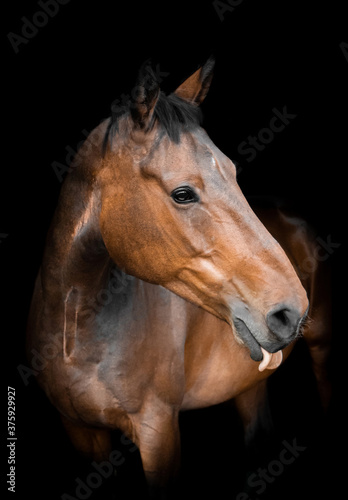 Horse on black background