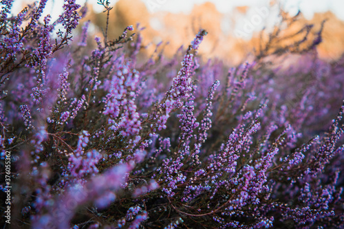 Beautiful purple blooming heath flowers in the heather landscape in germany. Natural evening light exploring the nature. Lüneburger Heide