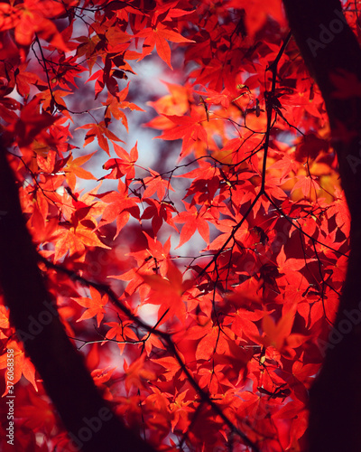 Japanese maple trees (acers) of red and yellows colours during their autumn display, Surrey, UK