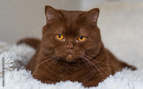 Portrait of big British short hair, brown cat. cinnamon color.