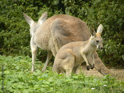 kangury