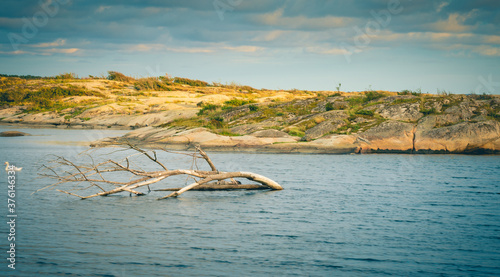 Uschnięty konar drzewa na środku zatoki nad norweskim fiordem.