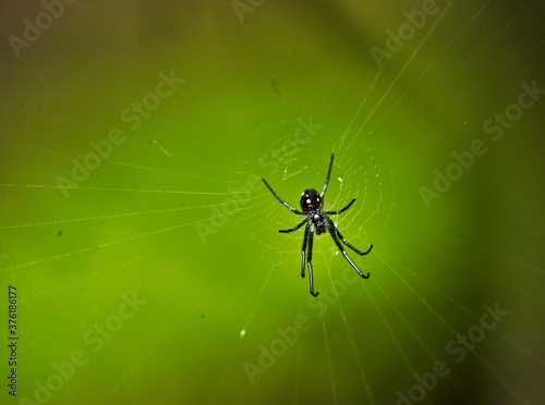 Macro of a Black Spider on its Web