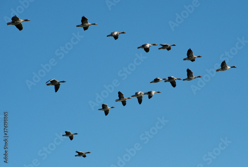 A gaggle of Greylag Geese flying in a classic v shape formation