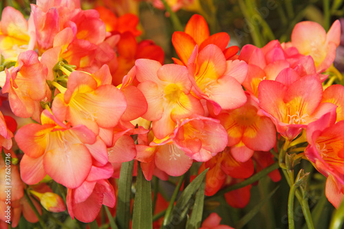 Freesias.