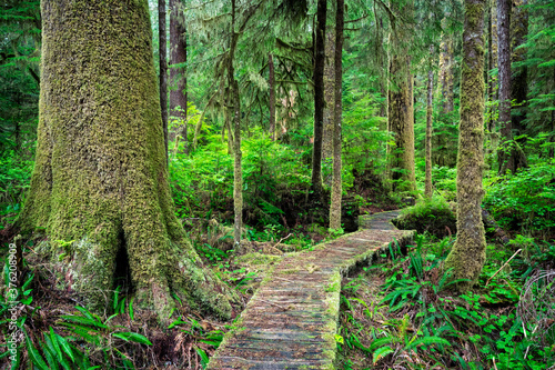 Wooden walkway surrounded by greenery in the Carmanah Walbran Provincial Park, Canada