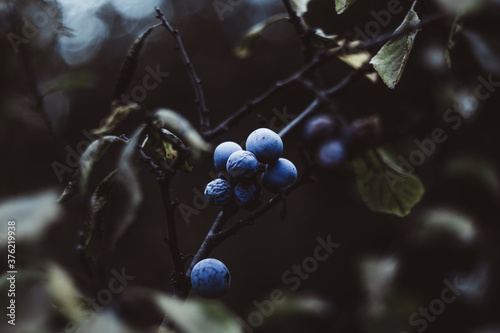 blackthorn on a branch