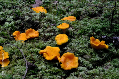 Wild golden chanterelle mushrooms in the forest. Edible autumn mushrooms