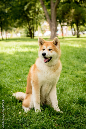 Portrait of cute akita inu dog at the park.