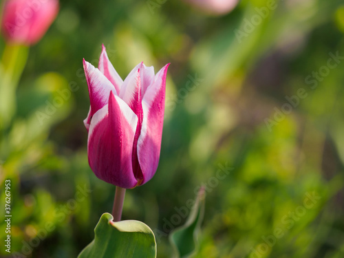 Tulipa Ballade - Lily-Flowered Tulip