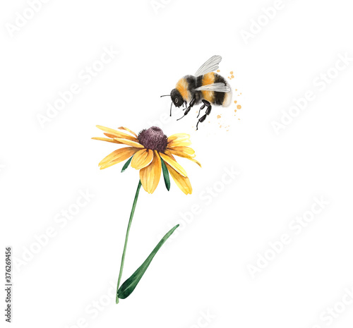Illustration of a striped bumblebee insect sitting on a yellow chamomile flower, close-up on a white background