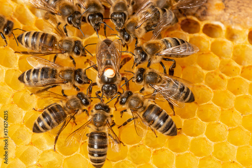 the queen (apis mellifera) marked with dot and bee workers around her - life of bee colony