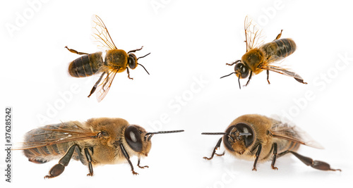 big drone bees (male honey bee) isolated on white - collection