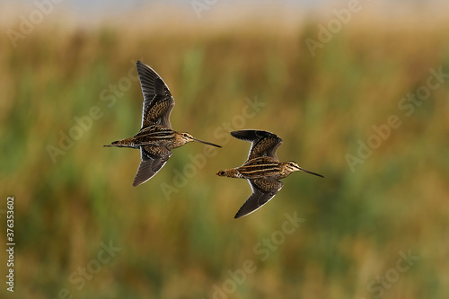 Common snipe (Gallinago gallinago)