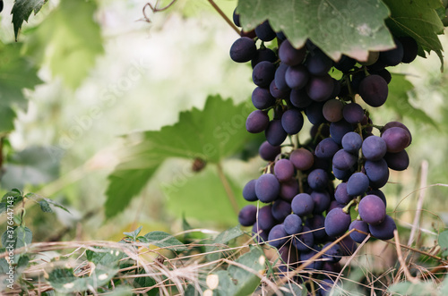 Ripe red grapes hang in a cluster on a green vine in the vineyard. Black maiden grapes, large bunch. Delicious and healthy fruits, fresh autumn harvest. Vine on the side and plenty of space for text.