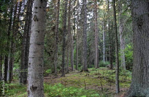 HDR photography of wild forest