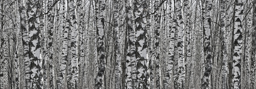 birch tree trunks white and black stripe