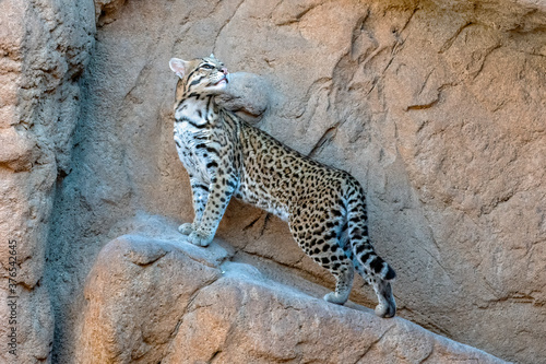 Female Ocelot poised on the side of a Cliff Wall