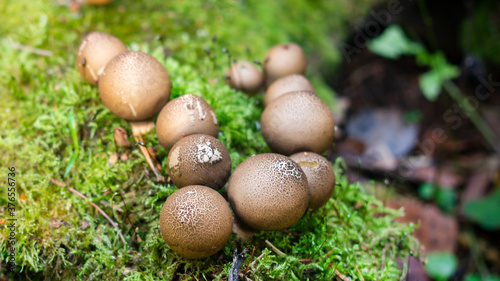 Raincoat mushroom (Lycoperdon) in the forest on an old rotten tree