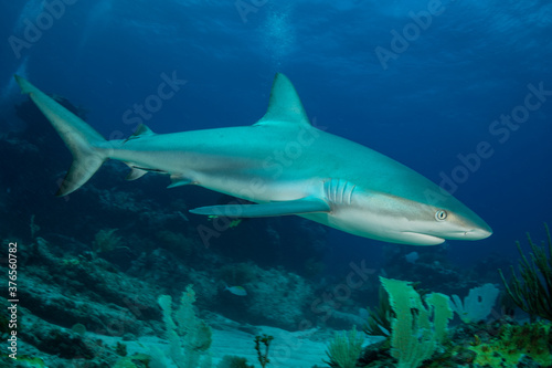 A reef shark (Caracharhinus perezii) on the reef at Sint Maarten