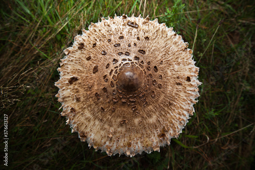 Macrolepiota procera, czubajka kania. Kania rosnąca na łące, kapelusz, ujęcie z góry.