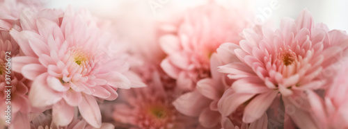 Closeup of beautiful nature pink flower with white background and copy space using as background natural plants landscape, ecology cover page concept.