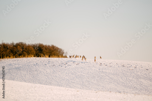 Sarny stado na leśnej polanie w zimowej scenerii