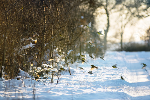 Stado ptaków na leśnej drodze w zimowej scenerii