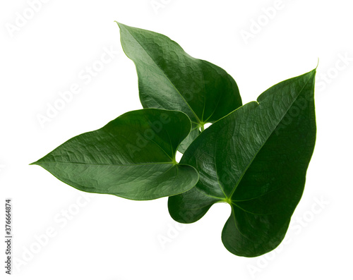 Anthurium leaves, Green leaf isolated on white background, with clipping path 