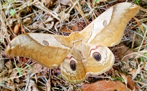 ふわふわの毛に包まれたクスサン(蛾)の成虫