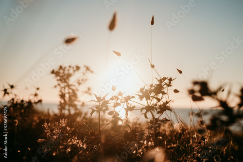 brown leaves and plants at sunset